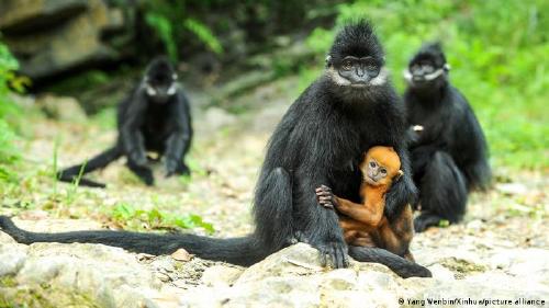 \"Monos hoja\" en la reserva natural Mayanghe, China