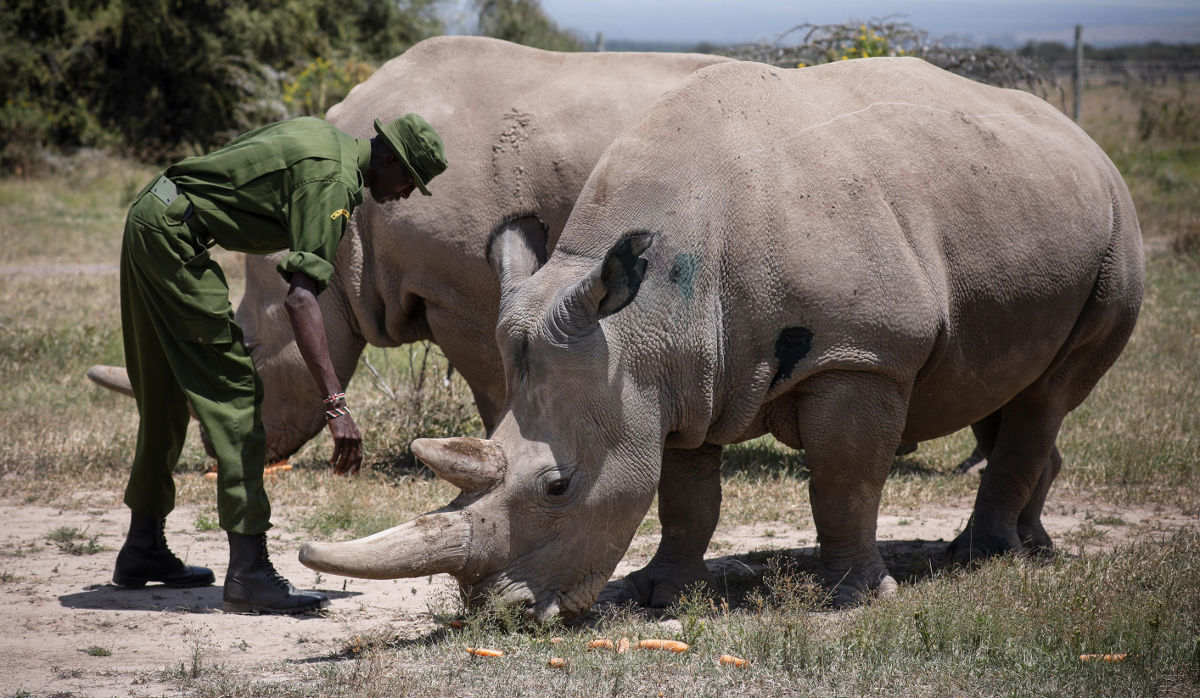 rinocerontes blancos EFEverde rinocerontes blancos EFEverde