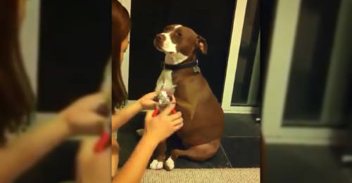 video viral perro desmaya uñas
