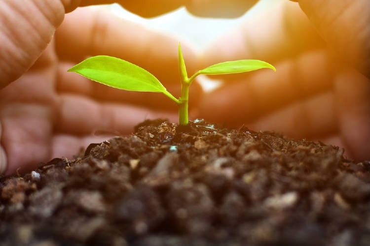 Dos manos protegen el brote de una planta