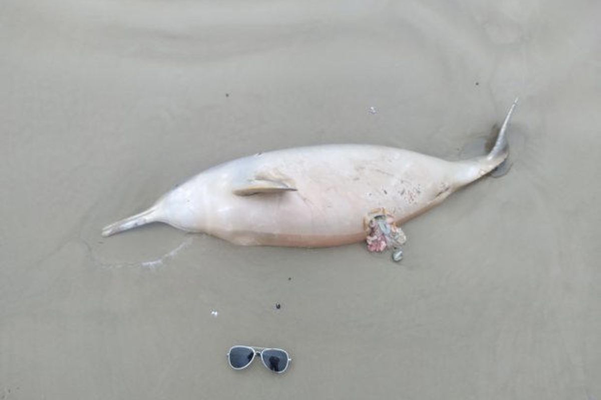 Delfín Franciscana. Foto: Leonardo Matteo 