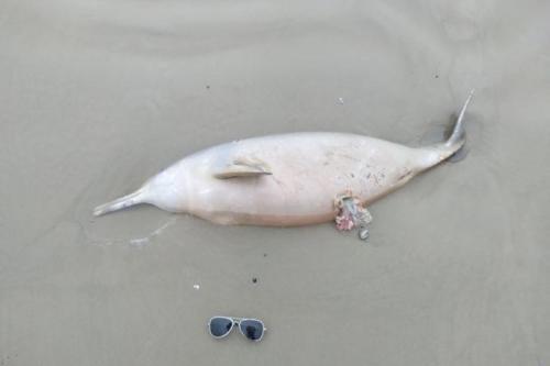 delfin.jpg Delfín Franciscana. Foto: Leonardo Matteo