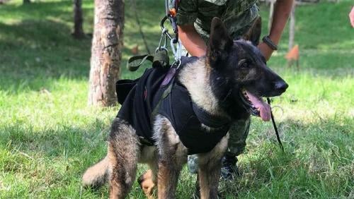 perro proteo perro proteo