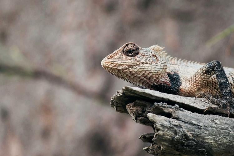 Qué animal es capricornio