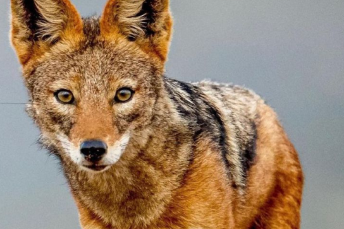 coyote Imagen: Pinterest