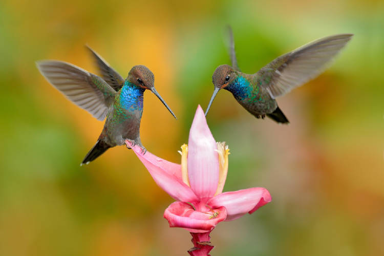 colibries colibries