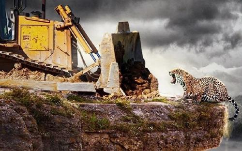 Deforestación Formosa Yaguareté Deforestación Formosa Yaguareté