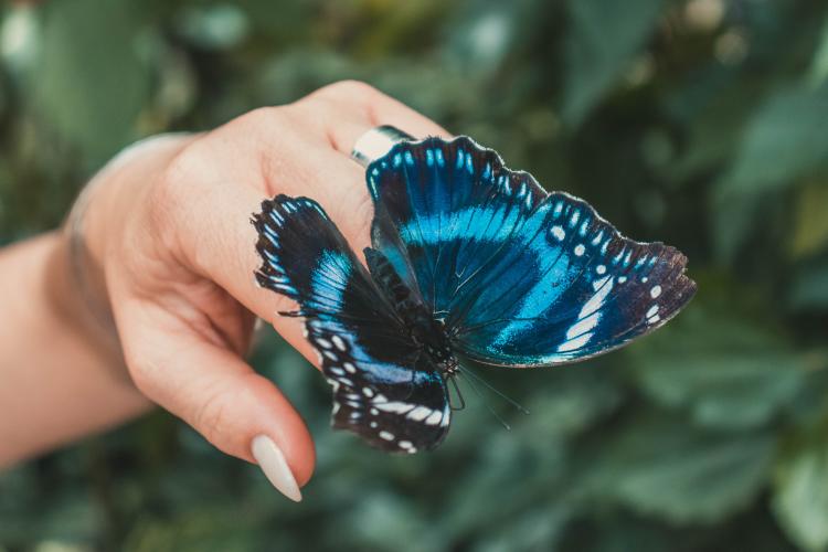  significado de cuando llega una mariposa a tu casa