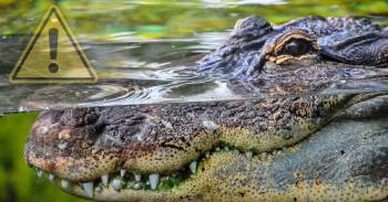 ¿Por qué somos tan crueles? La historia detrás de la masacre de 300 cocodrilos