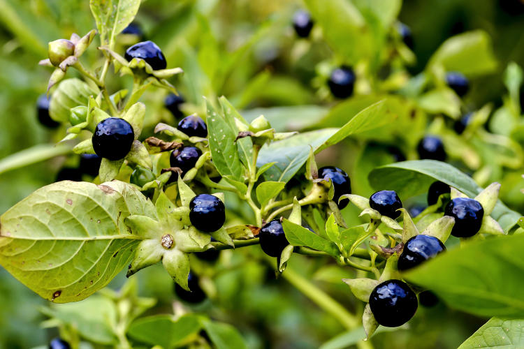 Plantas venenosas