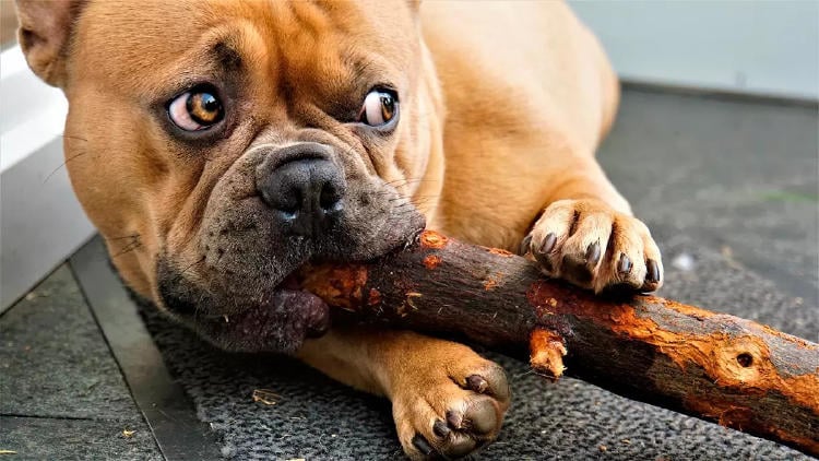 perro muerde madera perro muerde madera