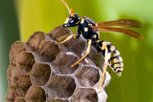 avispa Hallan un nido de avispas contaminado con radiación en un antiguo complejo nuclear de EE.UU. (PINTEREST)