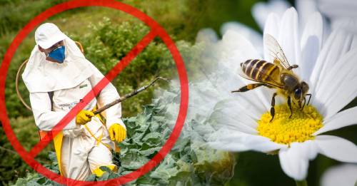 pais donde plaguicidas abejas prohibidos alternativas naturales para sustituir el uso de fertilizantes