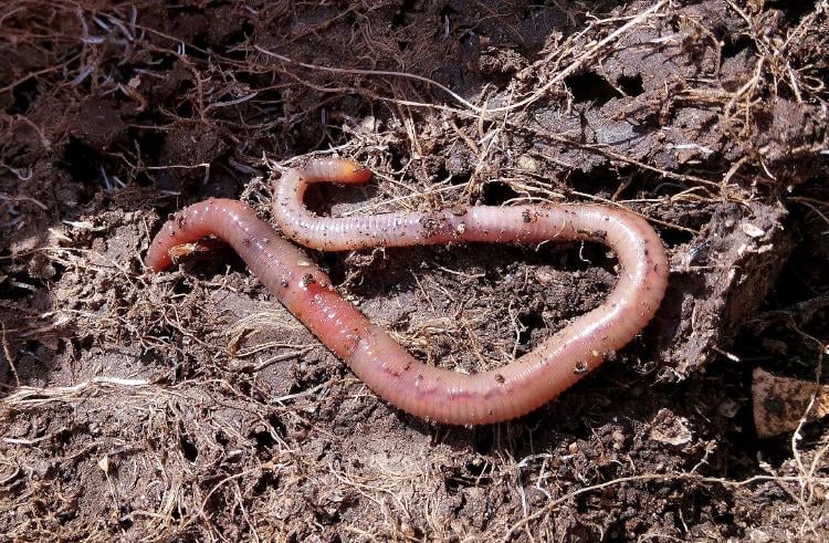 alternativas naturales para sustituir el uso de fertilizantes