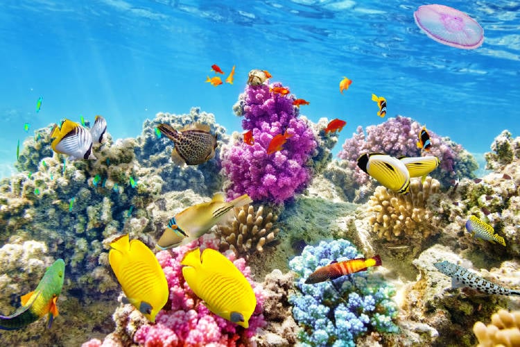 maravillosos y coloridos corales y peces