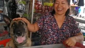 Perrita-ferreteria