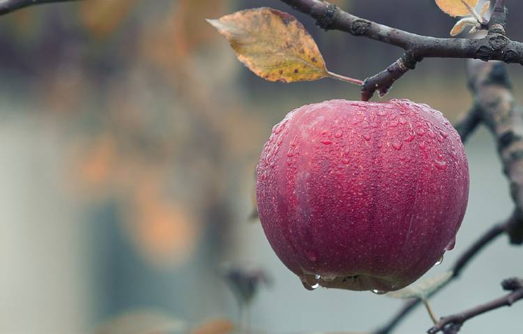 Agricultura rural: solución al hambre mundial, según la ONU