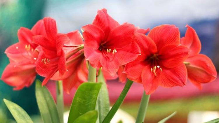 Amaryllis Amaryllis