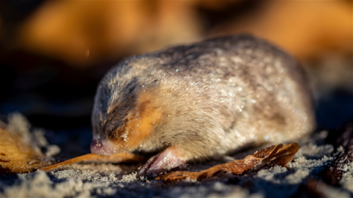 imagen de archivo del topo dorado de de winton imagen de archivo del topo dorado de de winton