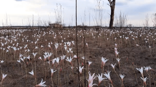 CORRIENTES FLORES CORRIENTES FLORES