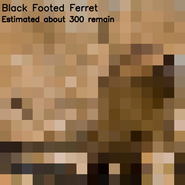 13 black footed furret 300