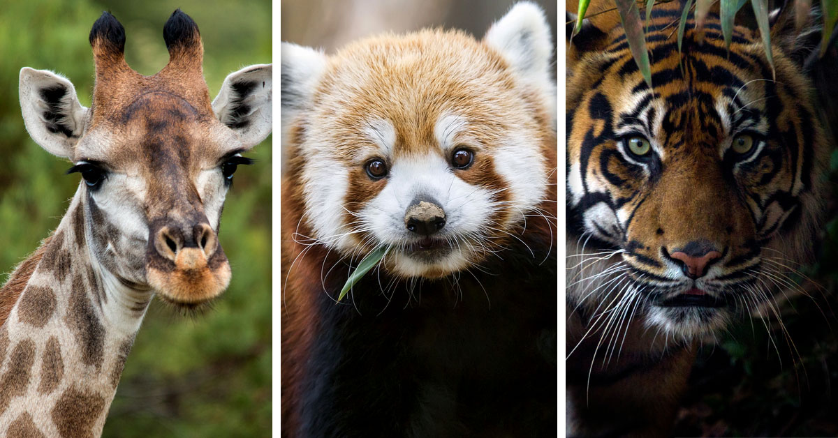 un millon especies amenazadas extincion un millon especies amenazadas extincion