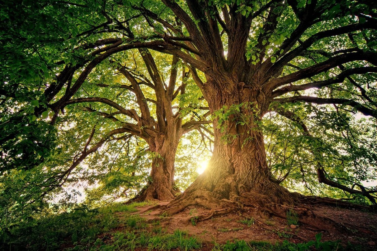Significado de los sueños: qué revela el soñar con árboles | Bioguia