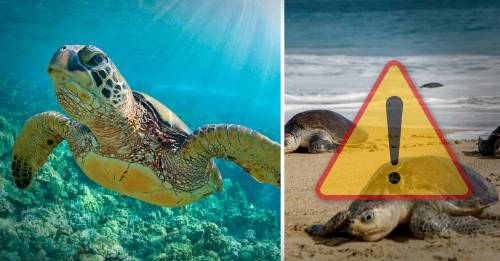 Trágico y desesperanzador: cientos de tortugas aparecen muertas en México. ¿Qué les pasó?