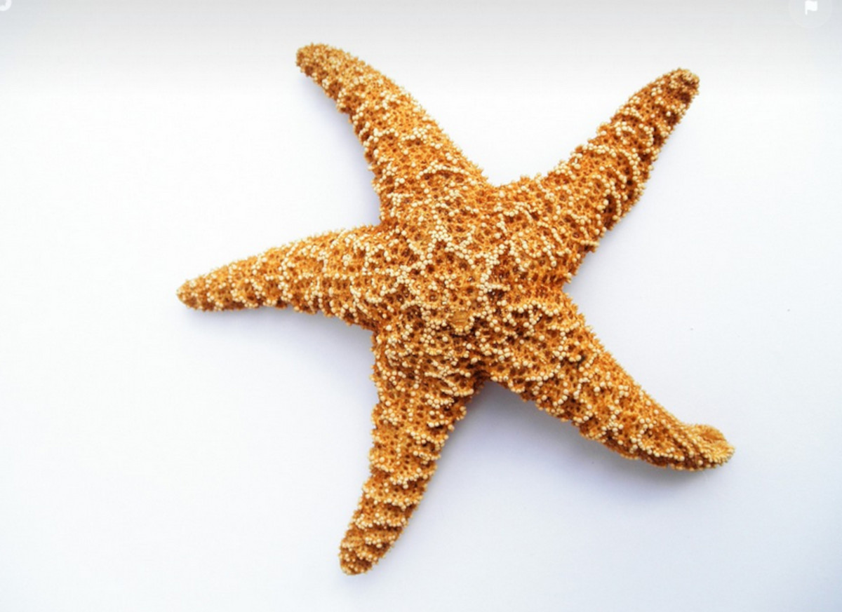 estrella_de_mar_pixabay_3 estrella_de_mar_pixabay_3