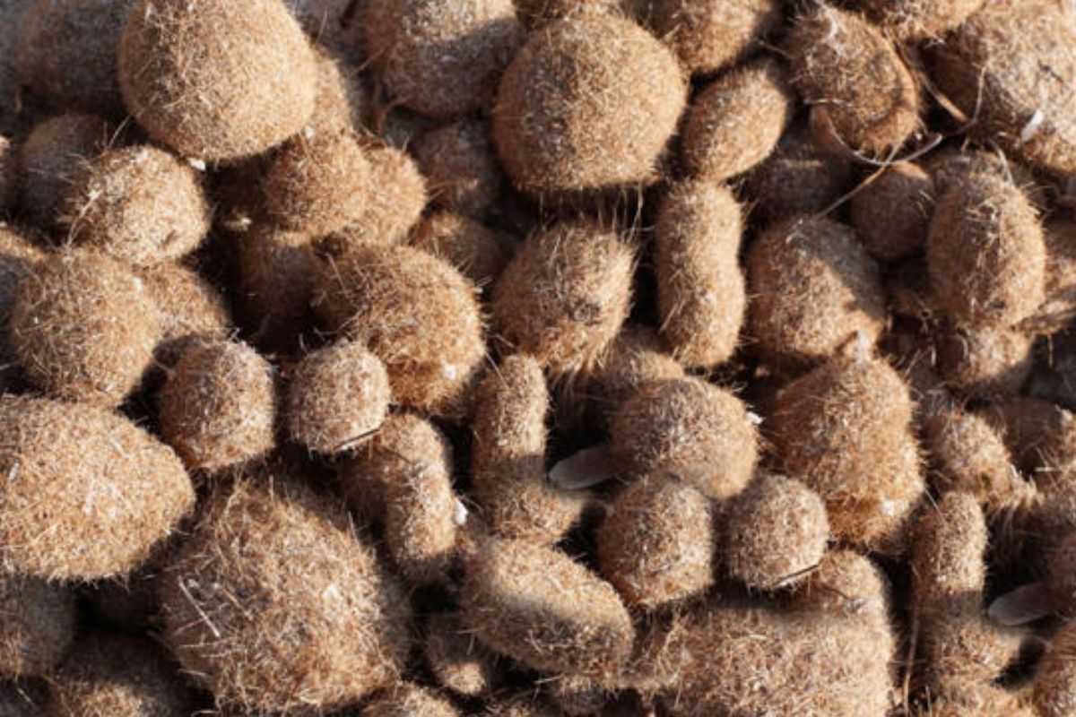 Las curiosas bolas de Neptuno.© AFP