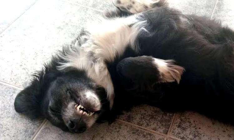 perro rocco perro rocco