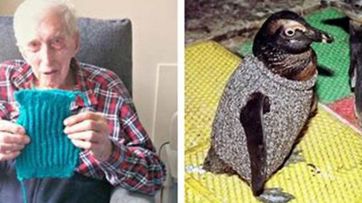 pinguinos hombre Un hombre de 110 años tejió chalecos para pingüinos.