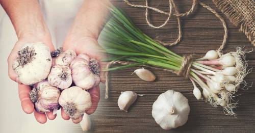 ¡No compres más ajos! Mira cómo tener una fuente interminable de ajo en casa ¡No compres más ajos! Mira cómo tener una fuente interminable de ajo en casa