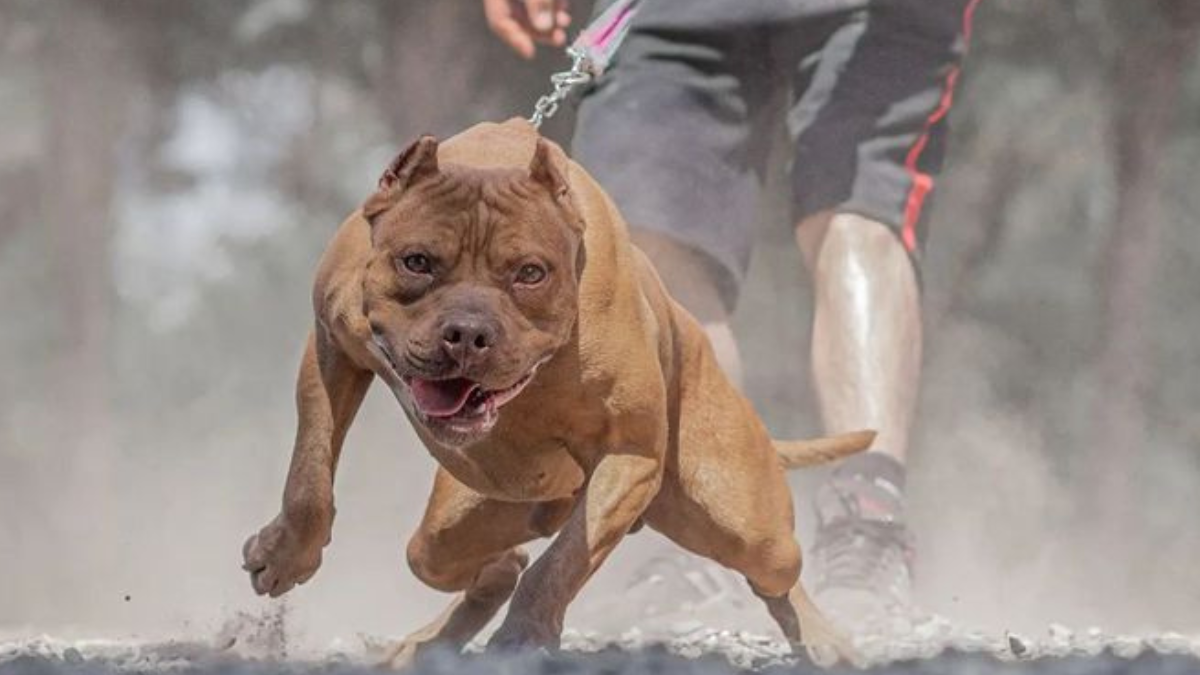 Los veterinarios señalaron que, muchas veces, los perros desarrollan una conducta protectora hacia sus dueños (Foto: Pinterest)