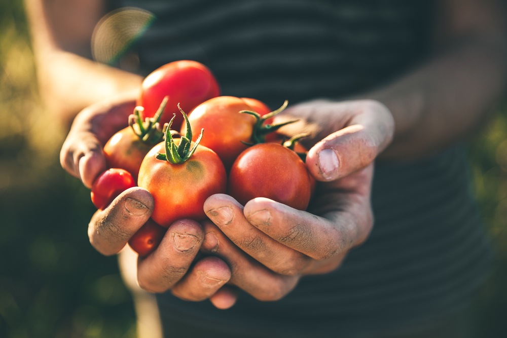 Una mujer con tomates recién cultivados en la mano