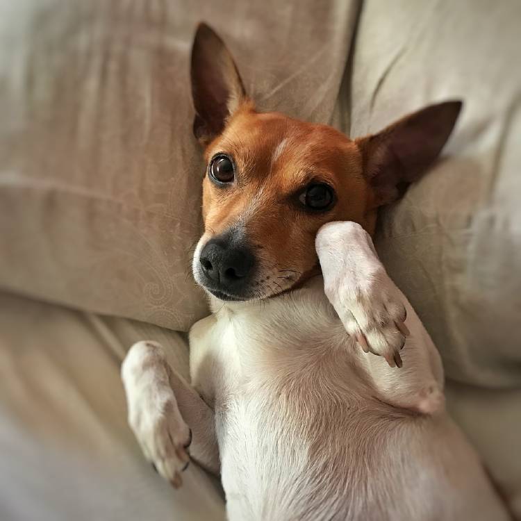 Compartir la cama con el perro tiene beneficios para la salud