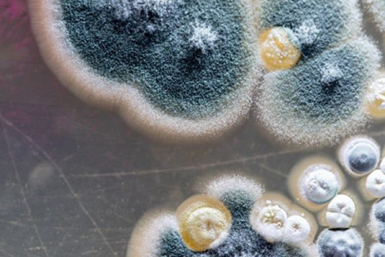 hongo candida No se ve, no da síntomas al principio, y puede ser mortal. Científicos de todo el mundo siguen de cerca la expansión de un hongo que representa una nueva amenaza sanitaria. (Imagen: Pinterest)