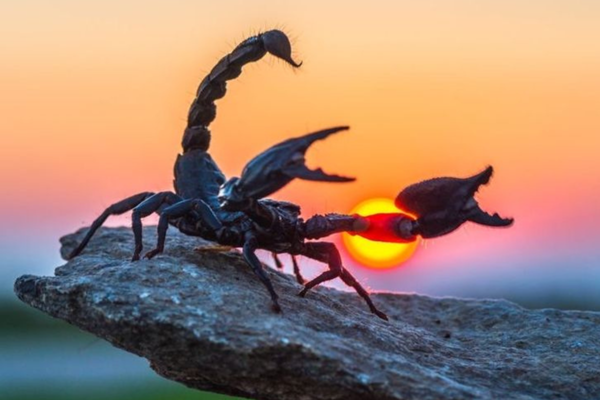 Las olas de calor y la pérdida de hábitat natural están empujando a los escorpiones a zonas urbanas. ¿Qué tan cerca estamos de convivir con estas especies peligrosas? (Imagen: Pinterest)