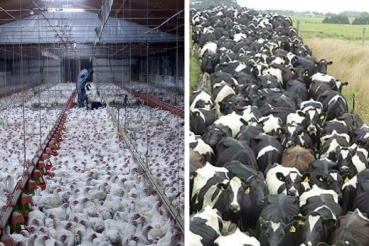 gallinas vacas Imagenes: Pinterest