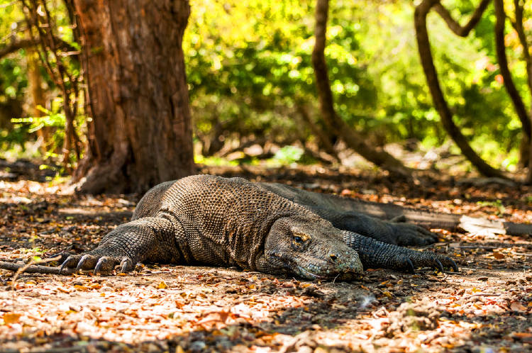 Parque nacional del Komodo Dragón de Komodo