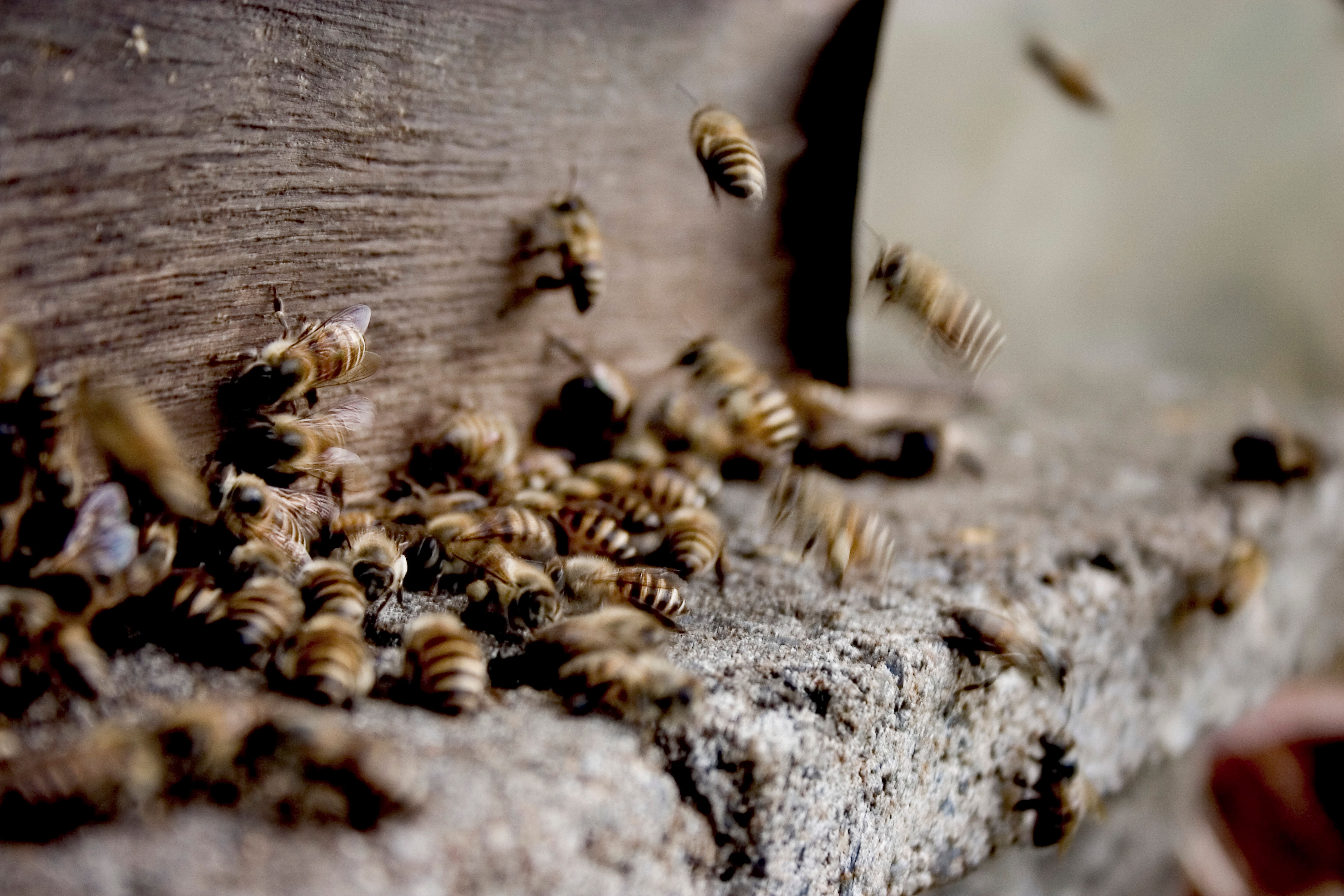 Las abejas sufren la ola de calor/ Pexels