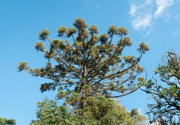 SAM 0031 bosques foto