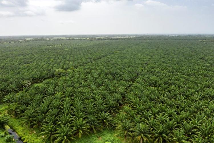 agencia_ocote_agroaceite_manchon_guamuchal 1 768x512 agencia_ocote_agroaceite_manchon_guamuchal 1 768x512