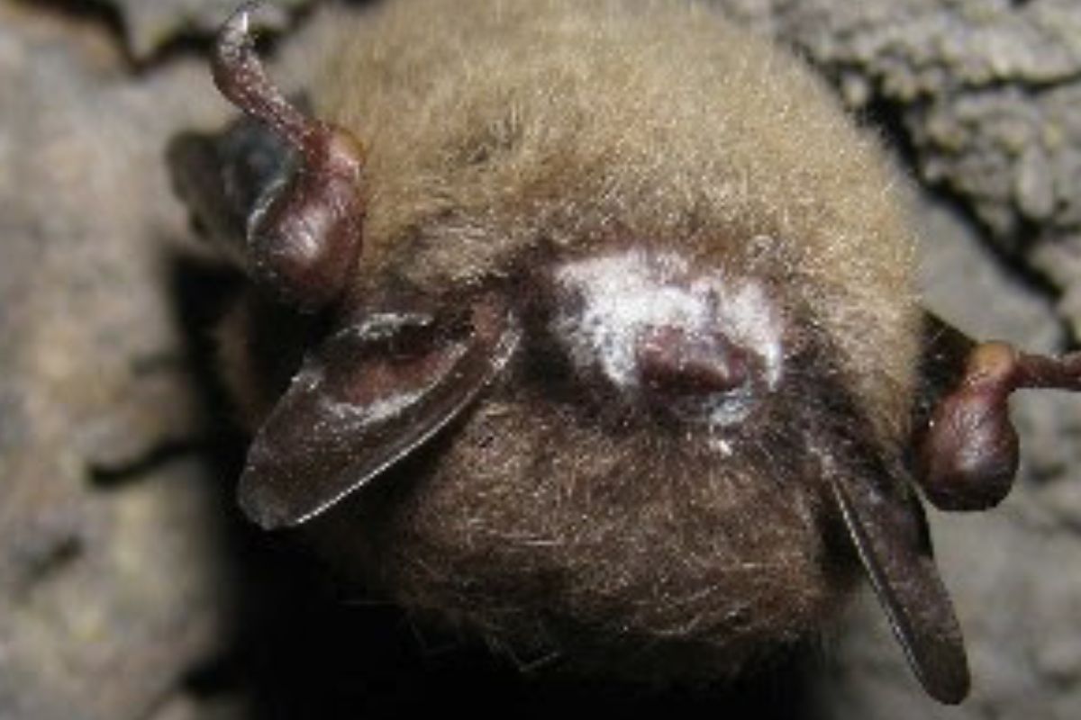 alimanasyvermes.blogspot.com