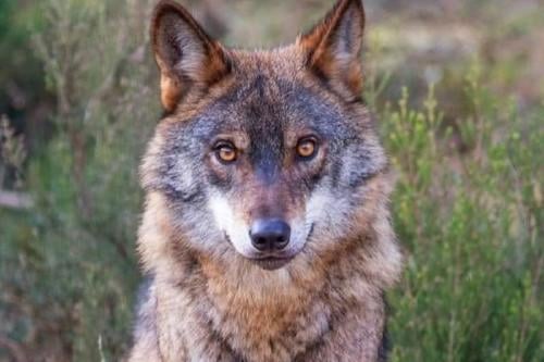 Lobo iberico Imagen: Pinterest