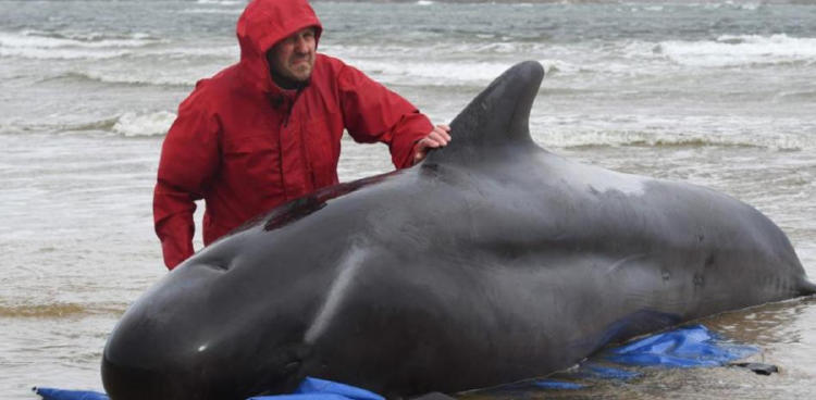 calderones ballenas varados2 calderones ballenas varados2