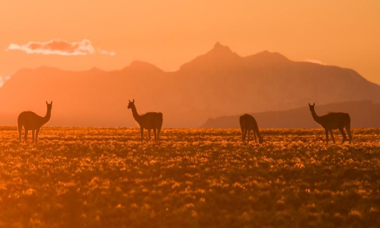 Guanacos y el cerro San Lorenzo © Franco Bucci Rewilding Argentina