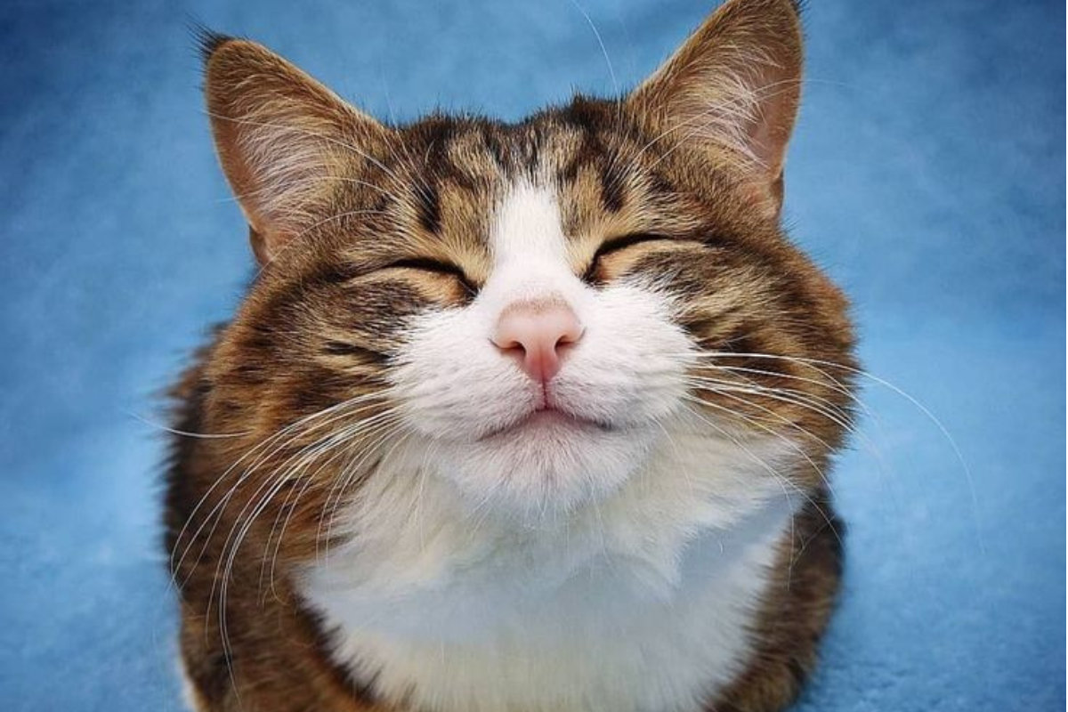 El Día Internacional del Gato funciona como recordatorio colectivo: protegerlos no es una acción aislada de una jornada, sino una tarea cotidiana. (Imagen: Pinterest)