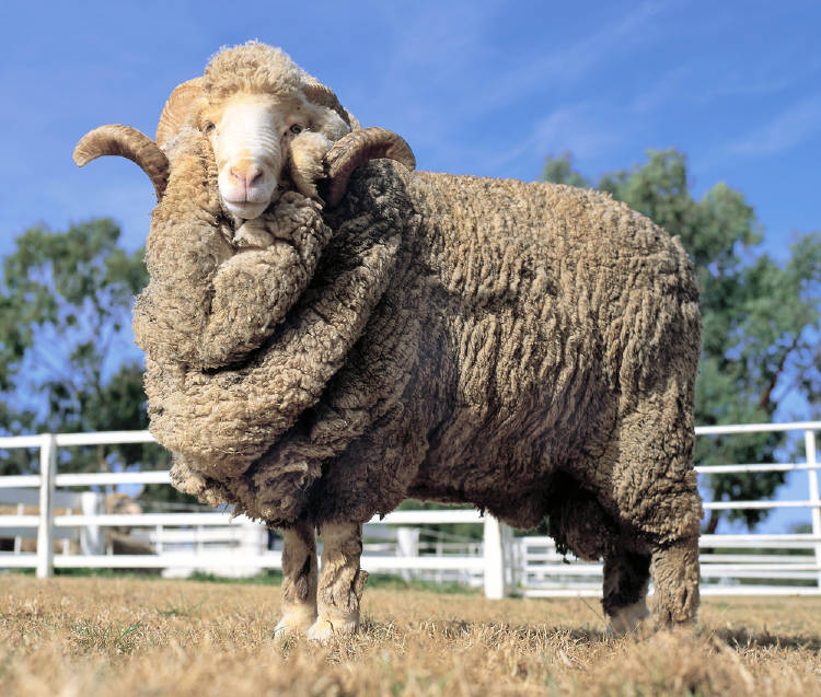 oveja merino con exceso de lana