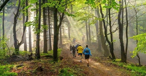 turismo sostenible bosque